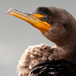 program 'what' image